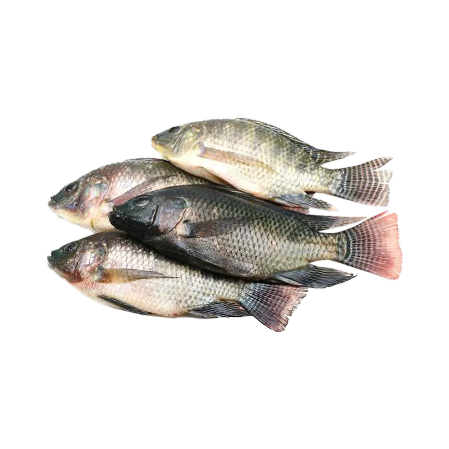 Fresh Thilapia Fish Egypt