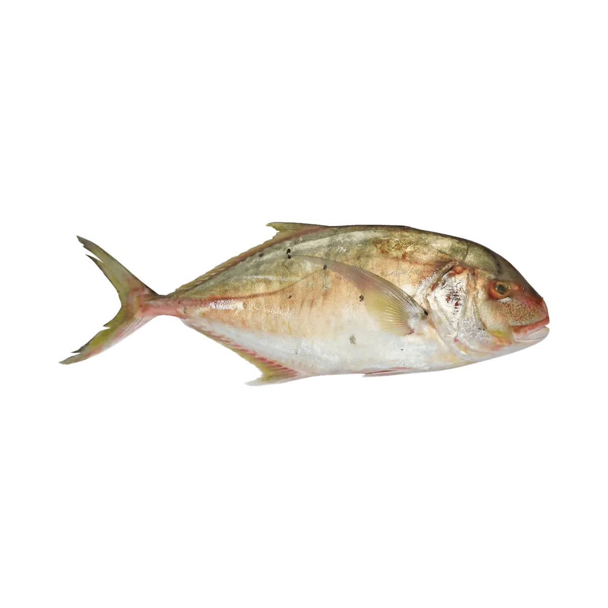 Fresh Rubeeb Big Doha