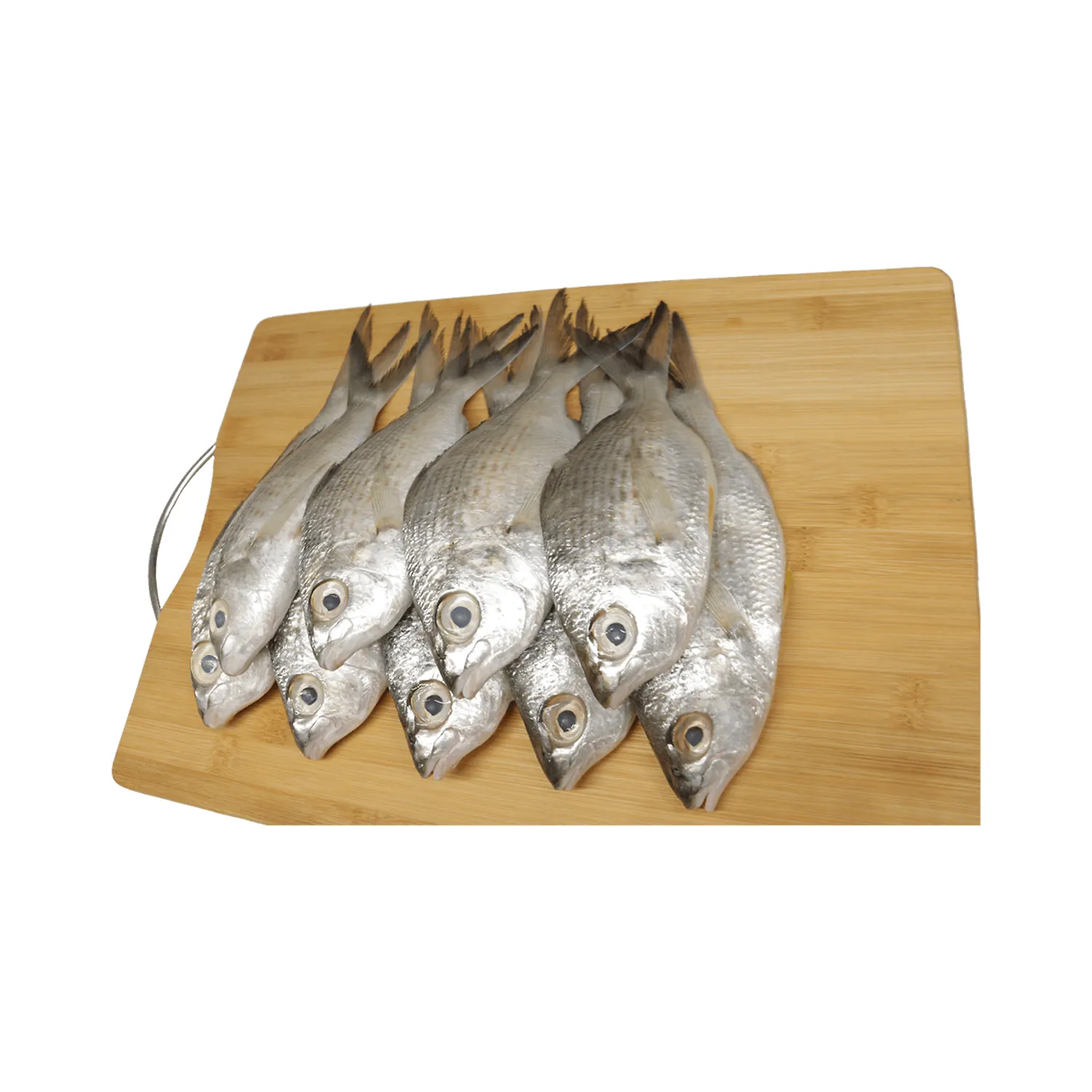 Fresh Badha Fish Medium Doha