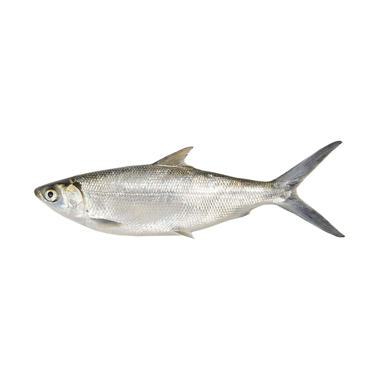 Fresh Milkfish Medium Doha