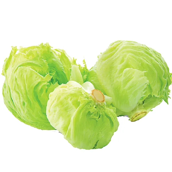 Lettuce Iceberg Oman