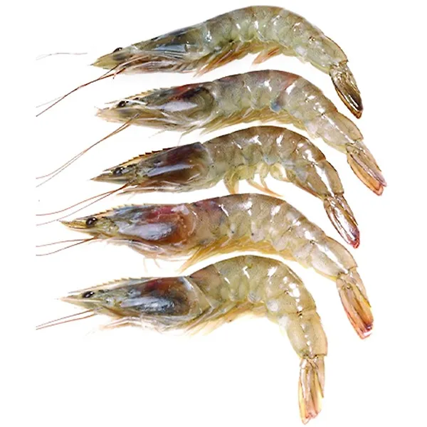 Prawns 40-50 Mazra Uae