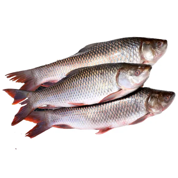 Fresh Rohu Fish Uae
